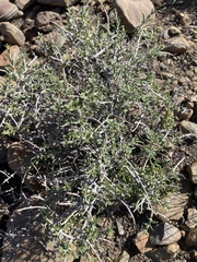 Wahlenbergia nodosa