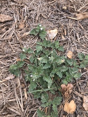 Glandularia quadrangulata