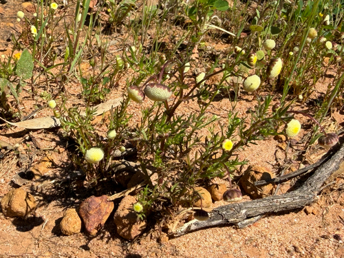Cotula bipinnata, photograph 6