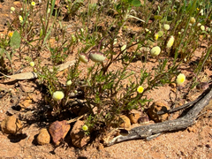 Cotula bipinnata, photograph (c) smathichong, some rights reserved (CC BY)
