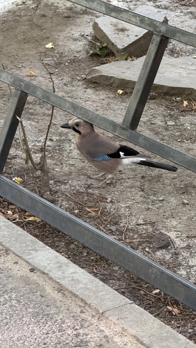 Caucasian Jay