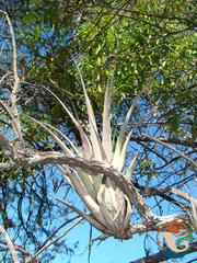 Tillandsia makoyana
