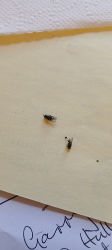 Horn fly