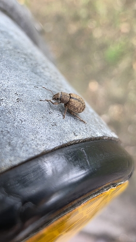 Nut Leaf Weevil, Wageningen, Hoevestein, 6708 AJ Wageningen, Netherlands, photo 7 of 10