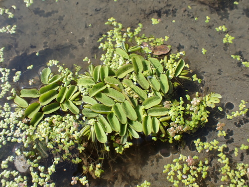 floating fern