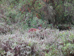 Cephalophorus nigrifrons