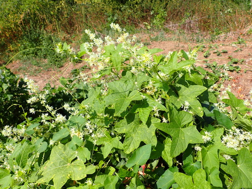 prickly cucumber