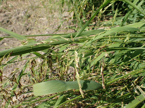 rice cutgrass