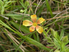 Linum berlandieri