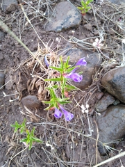 Scutellaria angustifolia