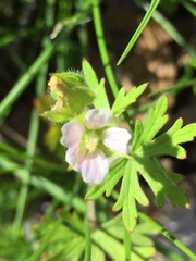 Geranium bicknellii