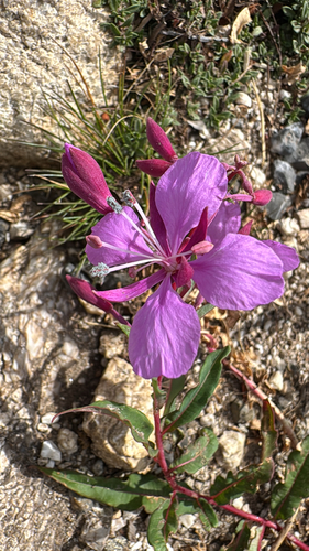 fireweed
