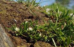 Spergularia marina