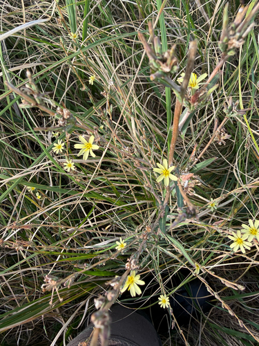 Lactuca saligna, photograph 6