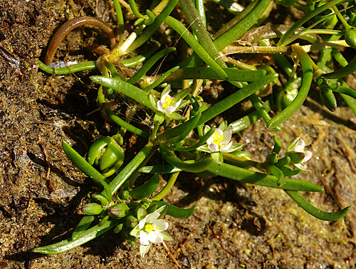 Spergularia marina, photograph 1