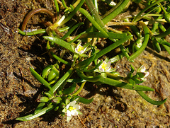 Spergularia marina, photograph (c) Георгий Виноградов (Georgy Vinogradov), some rights reserved (CC BY)