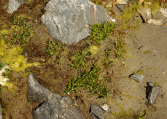 Spergularia marina, photograph (c) Георгий Виноградов (Georgy Vinogradov), some rights reserved (CC BY)