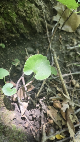 Ranunculus abortivus, photograph 3