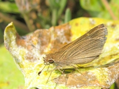 Lerodea eufala concepcionis