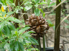 Nypa fruticans, photograph (c) Donald Davesne, some rights reserved (CC BY)