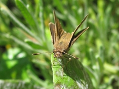 Lerodea eufala concepcionis