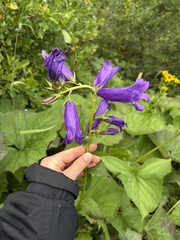 Campanula latifolia, photograph (c) Екатерина Кравцова, some rights reserved (CC BY)
