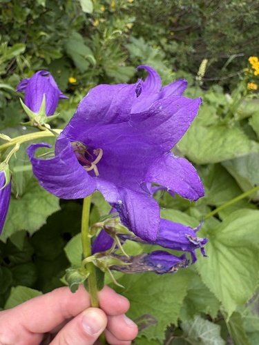Campanula latifolia, photograph 4