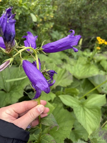 Campanula latifolia, photograph 5
