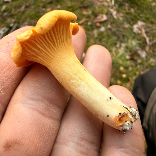 Golden Chanterelle