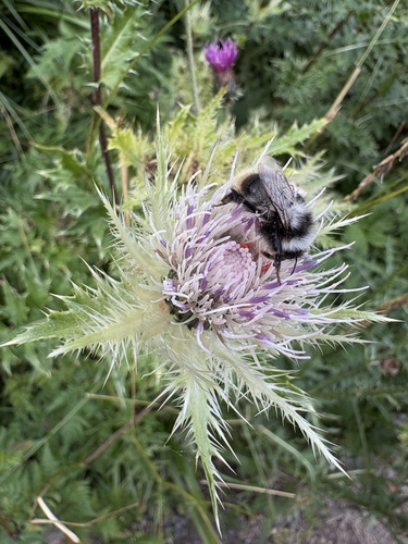 Cirsium obvallatum, photograph 2