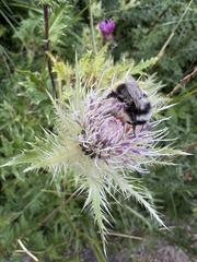 Cirsium obvallatum, photograph (c) Екатерина Кравцова, some rights reserved (CC BY)