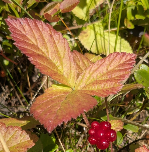 Stone Bramble