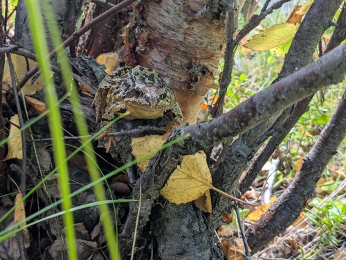 European Common Frog
