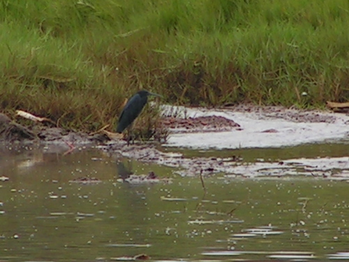 iNaturalist image