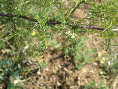 Asparagus verticillatus
