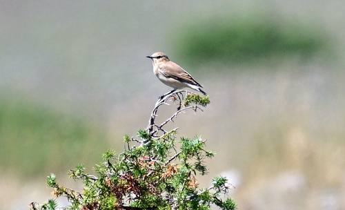 Northern Wheatear