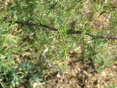 Asparagus verticillatus