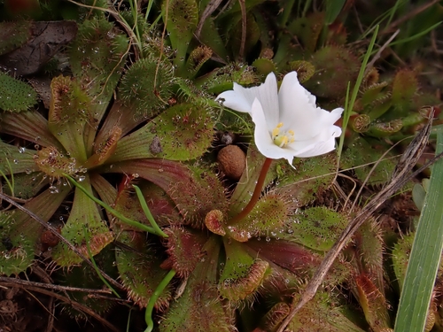 scented sundew