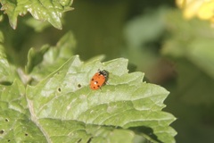 Hippodamia variegata