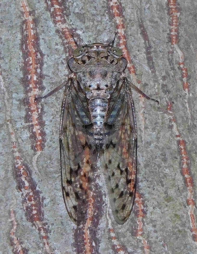 Asianopleura polita
