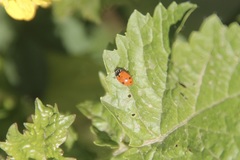 Hippodamia variegata