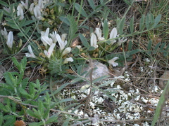 Astragalus rupifragus