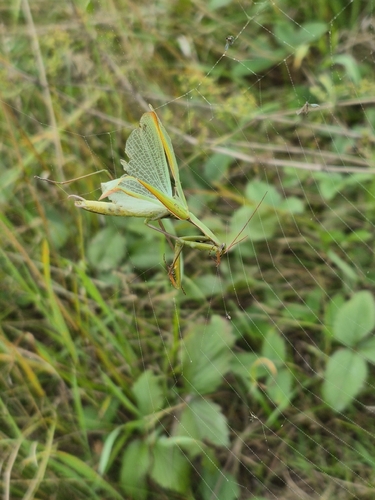 European Mantis