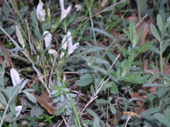 Astragalus rupifragus