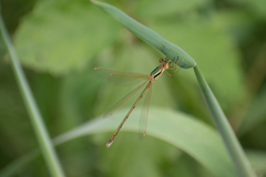 Lestes barbarus
