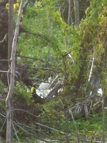 iNaturalist image