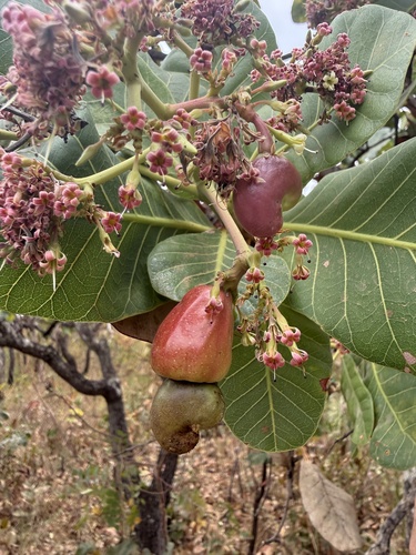 cashew