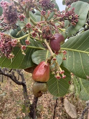 Anacardium occidentale