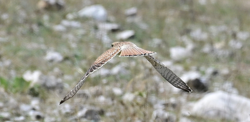 Eurasian Kestrel