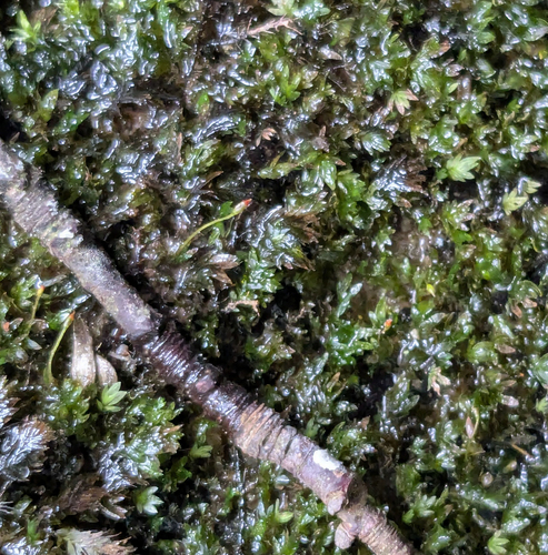 Fissidens crassipes observed 2026-08-31